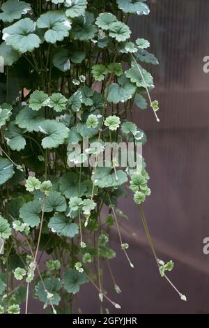 Glechoma hederacea - variegated creeping charlie plant. Stock Photo