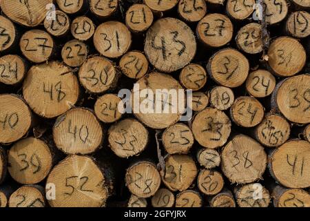 ends of tree trunks cut down in felling with a handwritten diameter on each Stock Photo