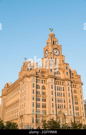 Golden light falling on the Royal Liver Building on the famous Liverpool skyline seen in August 2021. Stock Photo