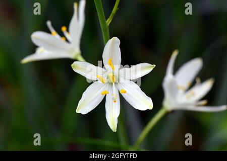 St Bernard's lily, Traubige Graslilie, Anthericum liliago, fürtös homokliliom, Hungary, Magyarország, Europe Stock Photo