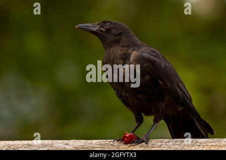 American crow (Corvus brachyrhynchos) eating a red berry, Port Hardy, Vancouver Island, BC, Canada Stock Photo