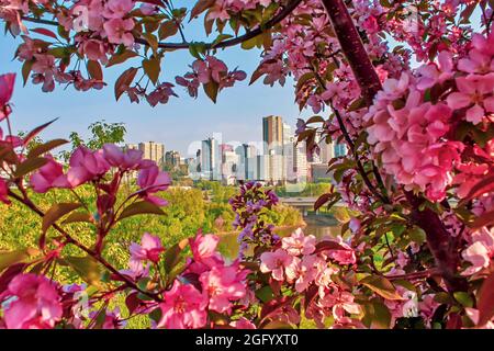 Pink Flowers Framing Downtown Edmonton Stock Photo