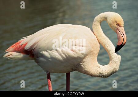 Close-up view of a greater flamingo in Camargue, France Stock Photo