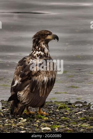 Juvenile American Bald Eagle on beach, Port Hardy, Vancouver Island, BC, Canada Stock Photo