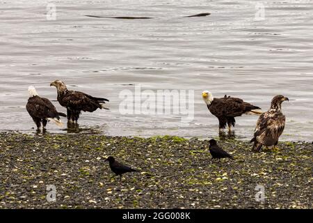 Aerie of American Bald Eagles on the beach at low tide feeding, Port Hardy, Vancouver Island, BC, Canada Stock Photo