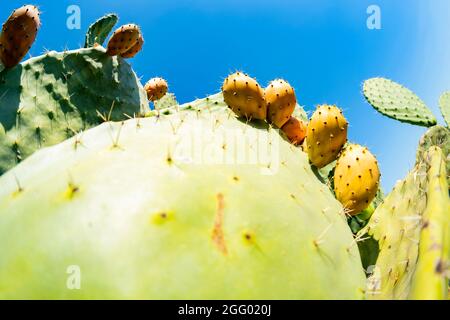 Close-up view of some prickly pears illuminated during a sunny day. Prickly pear, is a genus of flowering plants in the cactus family. Stock Photo