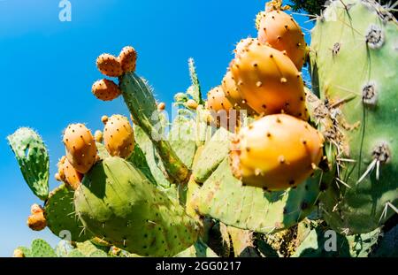 Close-up view of some prickly pears illuminated during a sunny day. Prickly pear, is a genus of flowering plants in the cactus family. Stock Photo