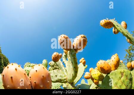 Close-up view of some prickly pears illuminated during a sunny day. Prickly pear, is a genus of flowering plants in the cactus family. Stock Photo