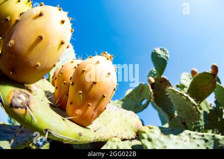 Close-up view of some prickly pears illuminated during a sunny day. Prickly pear, is a genus of flowering plants in the cactus family. Stock Photo