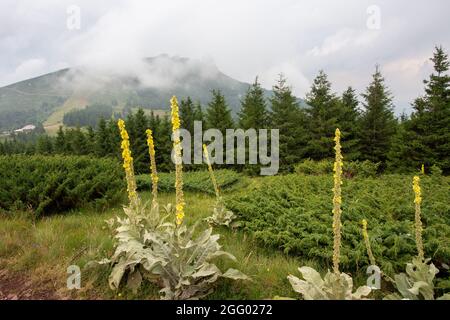 Black mullein (Verbascum nigrum), yellow flowers on meadow with mountain peak in background on Balkan mountains Stock Photo
