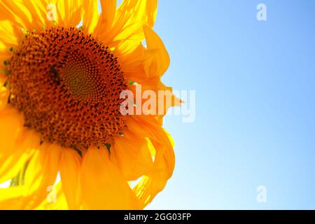 Sunflowers Close up with beautiful bluesky at the background Stock Photo