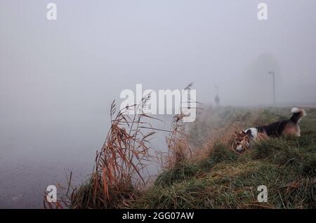 Foggy morning light, lake in the park, green grass, dog watching the horizon Stock Photo