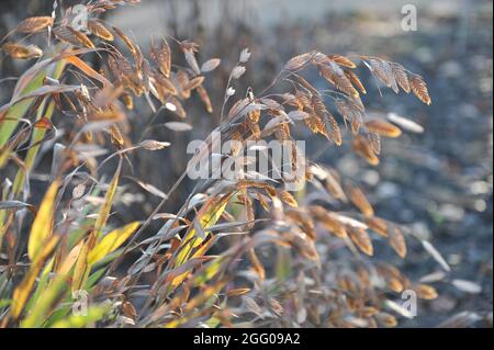 Pendent, flattened ornamental spikelets of North America wild oats (Chasmanthium latifolium) in a garden in November Stock Photo