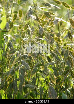 Pendent, flattened ornamental spikelets of North America wild oats (Chasmanthium latifolium) in a garden in September Stock Photo