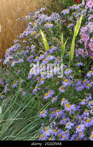 Aster amellus Rudolf Goethe and chartreuse foliage of North America wild oats (Chasmanthium latifolium) in a flower bed in a garden in September Stock Photo