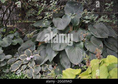 Giant Hosta Empress Wu with large grey-green leaves grows in a garden in August Stock Photo