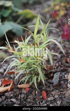 Variegated ornamental leaves of North America wild oats (Chasmanthium latifolium) River Mist in a garden in October Stock Photo