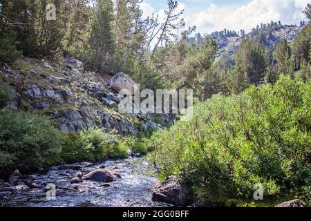 Yosemite Valley Creek | California | Eastern High Sierras | Tioga Pass | wildflowers | National Park | Wall Decor | Natural Photography | Stock Photo