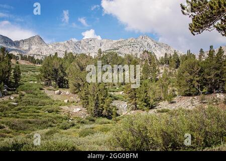 Yosemite Valley Mountains | California | Eastern High Sierras | Tioga Pass | wildflowers | National Park | Wall Decor | Natural Photography | Stock Photo