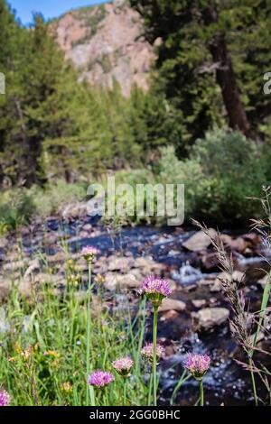 Mountain Pennroyal Natural Wildflowers | Yosemite Valley | California | Eastern High Sierras | Tioga Pass | Coyote Mint | Natural Photography Stock Photo