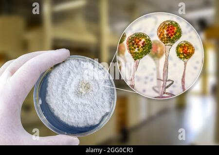 Composite image of mucor mould, also known as black fungus, and pin mould. Mucor sp. fungi are found in soil and decaying organic matter and are common indoor moulds. It can cause the rare but serious disease mucormycosis (zygomycosis) in patients that are immunocompromised or undergoing steroid therapy. The fungus can infect the lungs, sinuses, brain, gastrointestinal system, or the skin. In 2021 outbreaks of mucormycosis were seen in diabetic patients with Covid-19. Treatment is with antifungal drugs, although surgery is often needed to cut away the infected tissue. Stock Photo