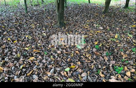 Dry leaves on the tropical forest floor. Natural background Stock Photo