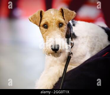 wire fox terrier grooming pattern