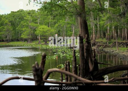 Always relaxing taking an airboat ride to a quiet tree lined beach Stock Photo