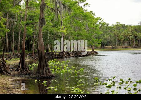 Always relaxing taking an airboat ride to a quiet tree lined beach Stock Photo