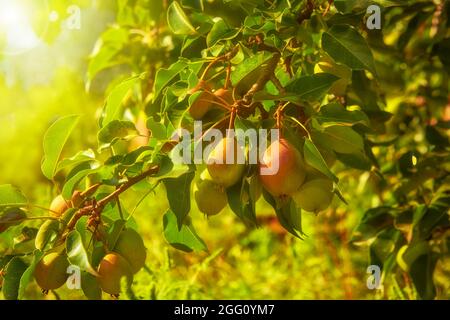 Ripe pears hang on a tree in the garden in the sunshine Stock Photo