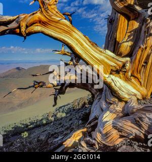 Bristlecone Pine, Pinus longaeva, White Mountains, Inyo National Forest, Eastern Sierra, California Stock Photo