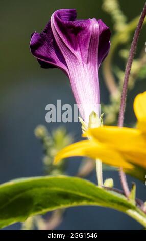 Morning Glory closing up in the afternoon sun Stock Photo