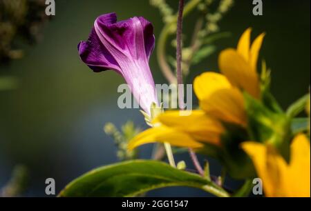 Morning Glory closing up in the afternoon sun Stock Photo