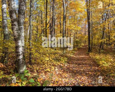 Foot path through a golden hardwood forest in autumn Stock Photo