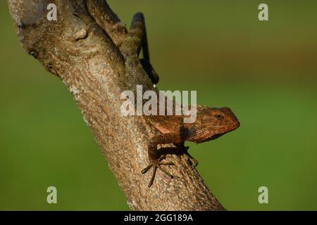 Oriental garden lizard (Calotes versicolor) rest on tree Stock Photo