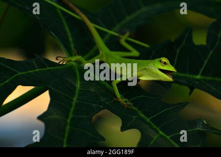 Green lizard (Bronchocela sp) on papaya leaf Stock Photo