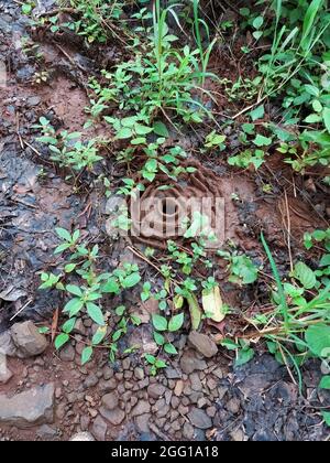 Pune , India - 20 February 2021, Ant house A slide of land in the forest created by ants at Pune Maharashtra india Stock Photo