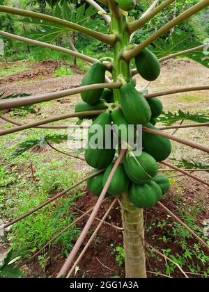 Pune , India - 20 February 2021, Papaya Trees laden with  fruit at Pune Maharashtra india Stock Photo