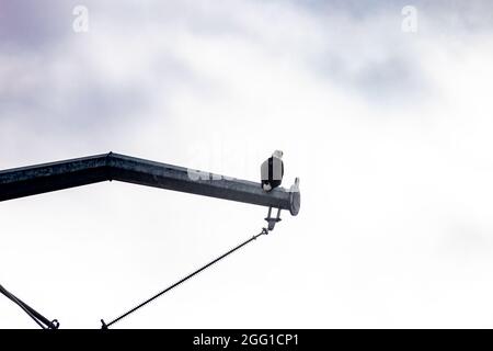 Single bald eagle perched on telephone pole with clouds in the background Stock Photo