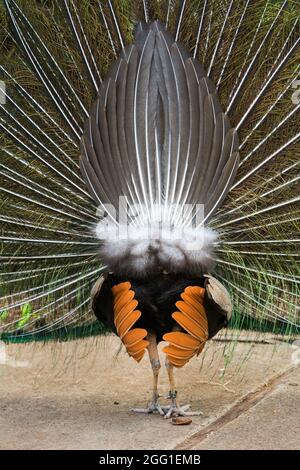 View of peacock's tail from behind as he spreads its feathers. Stock Photo