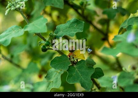 Turkey berry, devil's fig, Aubergine or Pea eggplant or Red nightshade wild colored fruits Stock Photo