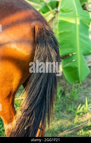 Horse red and black tail, two basic pigment colors of horse hairs are red or reddish-brown color and black Stock Photo