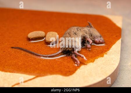 A mouse or rat is caught in a glue trap with cookies as bait. Glue for catching rodents or small pests Stock Photo