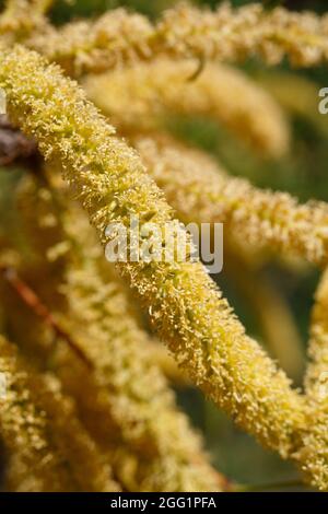 Yellow raceme inflorescences of Honey Mesquite, Prosopis Glandulosa, Fabaceae, native in Joshua Tree National Park, South Mojave Desert, Springtime. Stock Photo