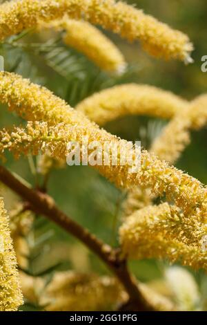 Yellow raceme inflorescences of Honey Mesquite, Prosopis Glandulosa, Fabaceae, native in Joshua Tree National Park, South Mojave Desert, Springtime. Stock Photo