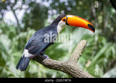 The toco toucan (Ramphastos toco)is the largest and probably the best known species in the toucan family. It is found in semi-open habitats Stock Photo