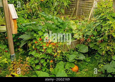 wooden raised beds with wild growing plants in an urban garden Stock Photo