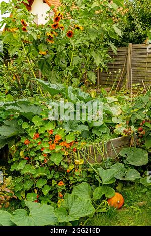 wooden raised beds with wild growing plants in an urban garden Stock Photo