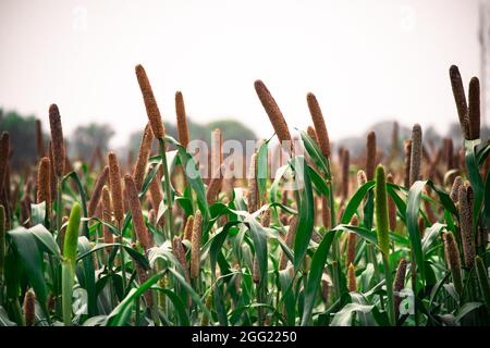dawn shot of millet crop standing in the feild with the grain stalk standing high with leaves all around Stock Photo
