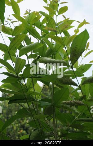 Green Bay leaf leaves hanging on the tree. Bay leaf is one of herbs and use for cooking. Indonesian call it daun salam Stock Photo